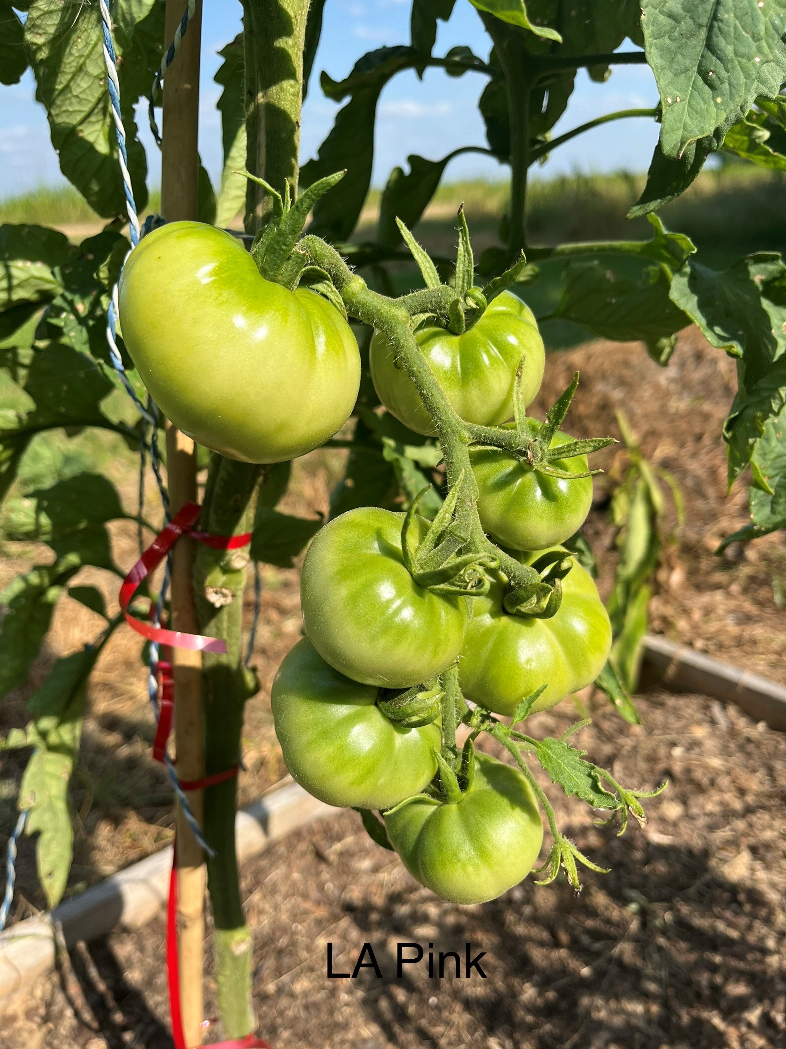 ‘Louisiana Red’ & ‘Louisiana Pink’